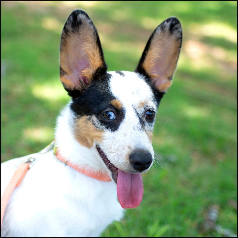 Country Brook Design Country Brook Petz - Premium Nylon Dog Collar with Metal Buckle for Small Medium Large Breeds - 10+ Warm Colors (Small, 3/4 Inch, Coral) - Image 2